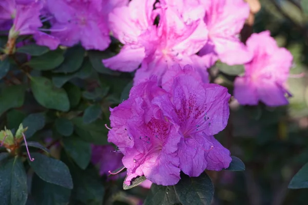 Azaleas florecientes en el jardín botánico — Foto de Stock