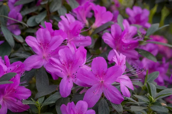 Azaleas florecientes en el jardín botánico — Foto de Stock