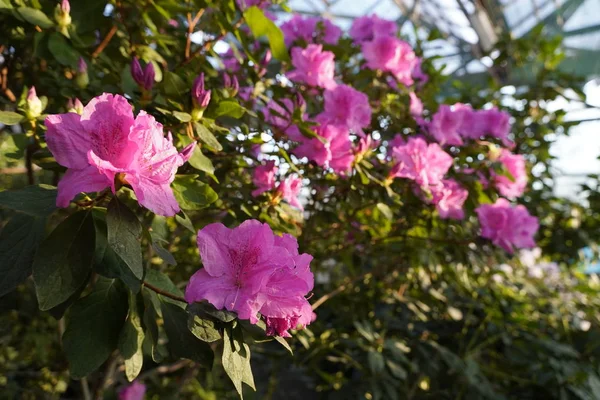植物园里盛开的杜鹃花 — 图库照片