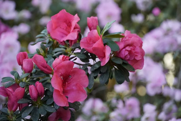 Azaleas florecientes en el jardín botánico — Foto de Stock