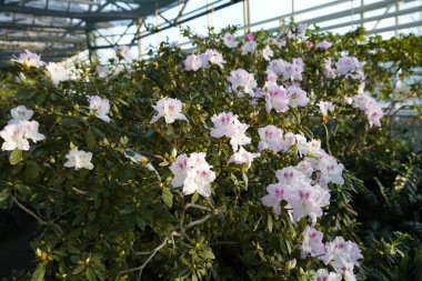 Botanik bahçesinde açelyalar açıyor.