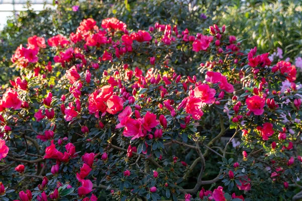 Azaleas florecientes en el jardín botánico — Foto de Stock