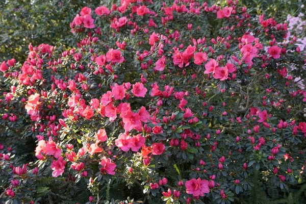 Blooming azaleas in the botanical garden — Stock Photo, Image