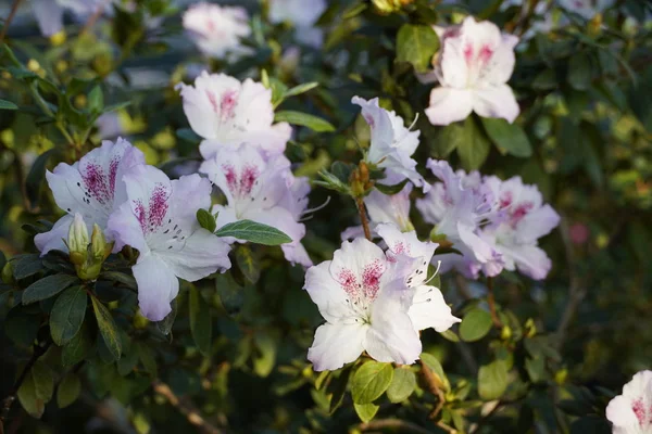 Azaleas florecientes en el jardín botánico — Foto de Stock