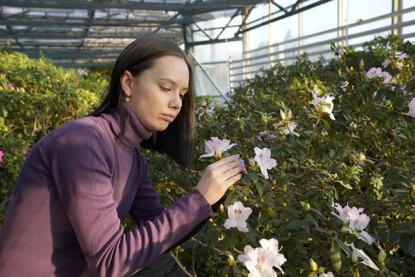 woman working in greenhouse, azalea