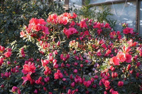 Bloeiende azalea 's in de botanische tuin — Gratis stockfoto