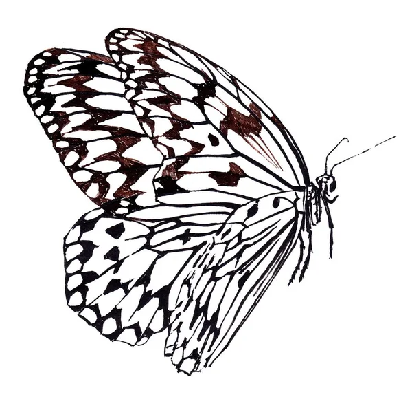 Schmetterlingsflug. Papierdrachen (Idea leuconoe) — kostenloses Stockfoto