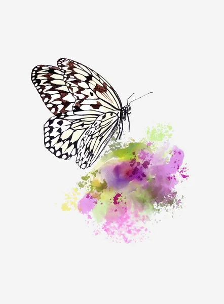 Cometa de papel de mariposa (Idea leuconoe) en una flor — Vector de stock