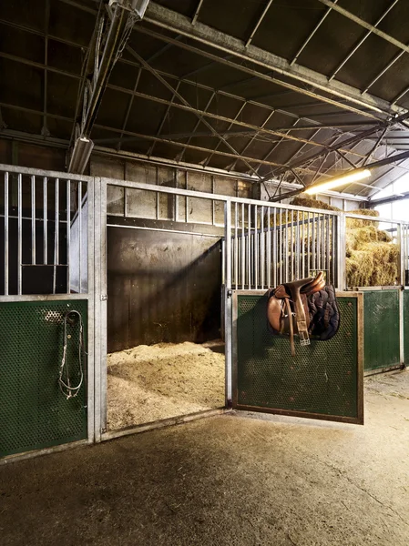 Escola de equitação com cavalo estável — Fotografia de Stock