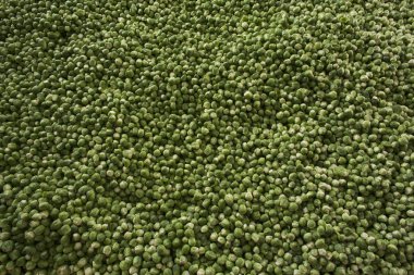 Taze organik Brüksel lahanası doku.