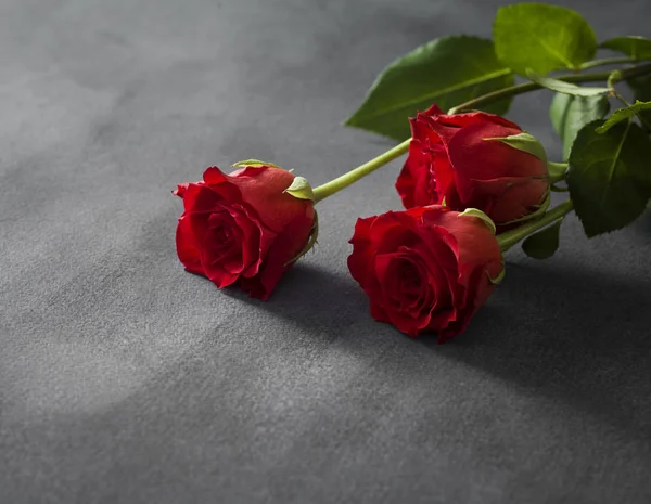 Изолированные красные розы с серым фоном — стоковое фото