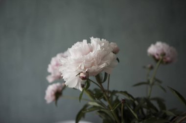 Pembe peonies gül çiçek, yeşil yaprak taze demet