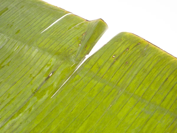Textura Palmový List — Stock fotografie