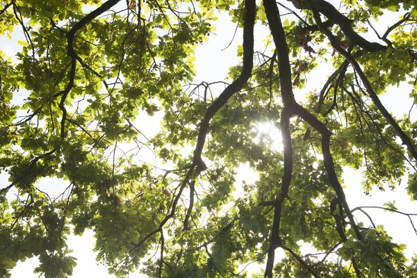 Güneşli sisli bahar ormanında sabahgüzel doğa