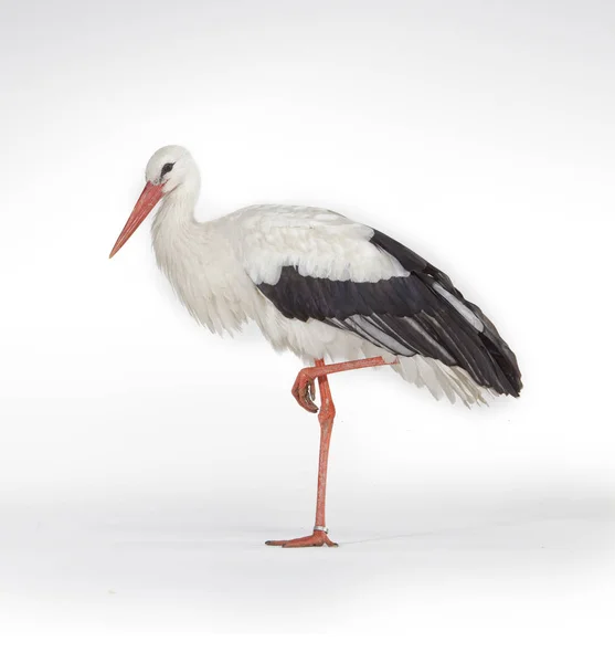 Beyaz arka plan üzerinde izole ayakta leylek kuş