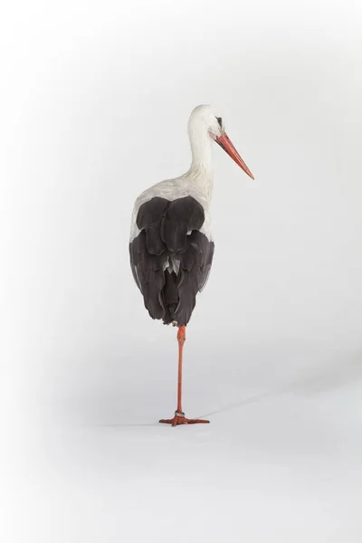 Stork One Leg White Background — Stock Photo, Image