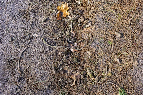 Tannenzapfen Zweige Und Nadeln Auf Waldboden — Stockfoto