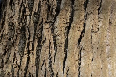 ahşap arkaplan veya doku