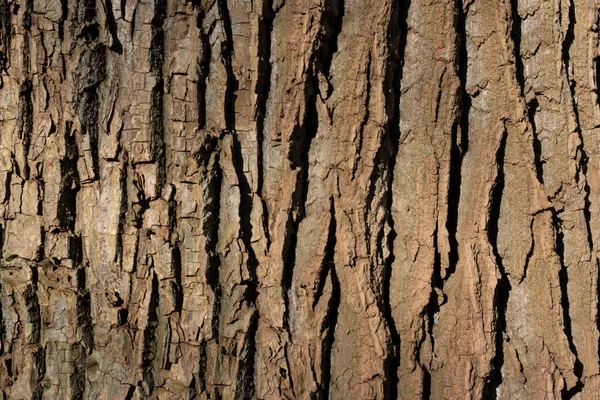 Wood Background Texture — Stock Photo, Image