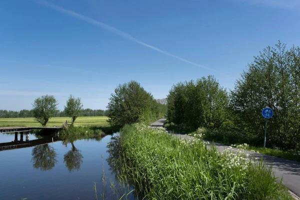 Hollands Polderlandschap Bij Zonsopgang Met Rivierplanten Weiden Bloeiende Kruiden Tegen — Stockfoto