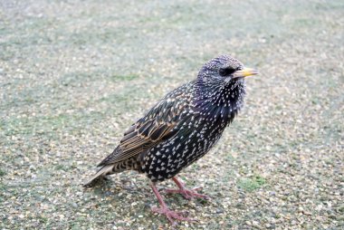 Ayrıca Avrupa Starling veya sadece Starling olarak bilinen ortak Starling (Sturnus vulgaris),