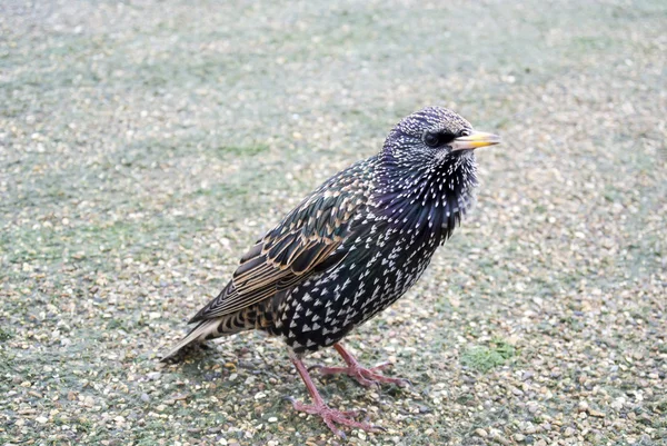 Estornino común (Sturnus vulgaris), también conocido como el estornino europeo o simplemente estornino — Foto de Stock