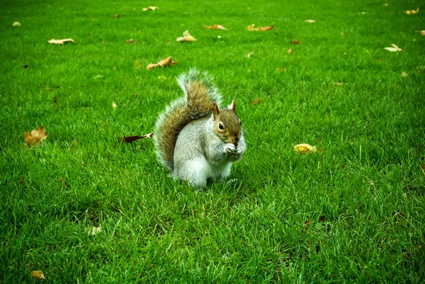 Écureuil sur l'herbe verte — Photo