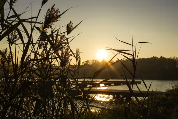 Gün batımında kuru köpekler ile göl