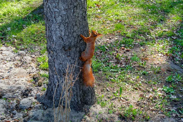 Kızıl sincap bahar ormanda tırmanma