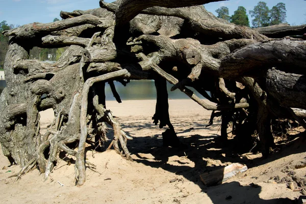 Mistik orman kökleri