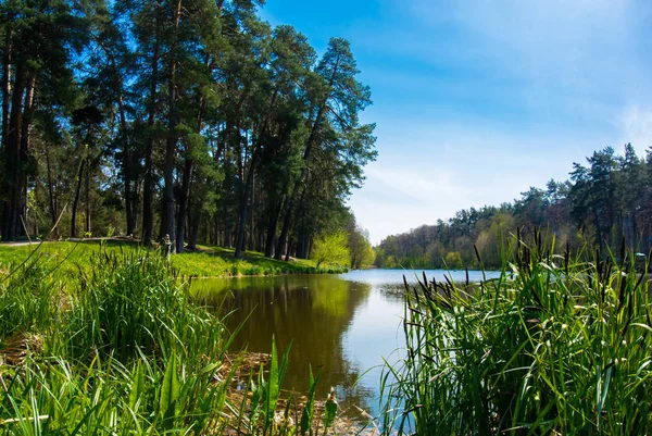 Küçük köpekler ile orman göl