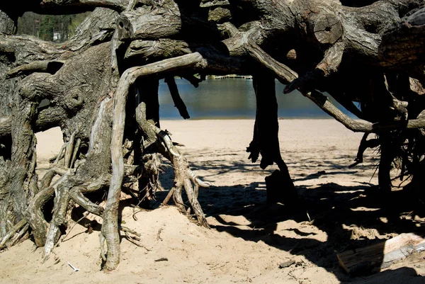 Mistik orman kökleri