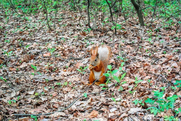 Красная белка с орехом в лесу — стоковое фото