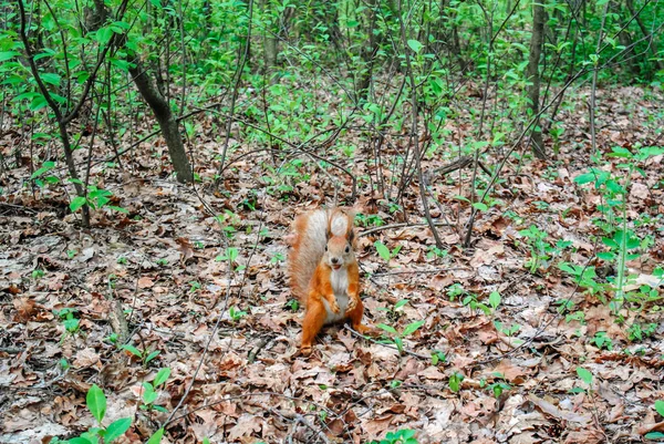 Rode eekhoorn met moer in het bos — Stockfoto