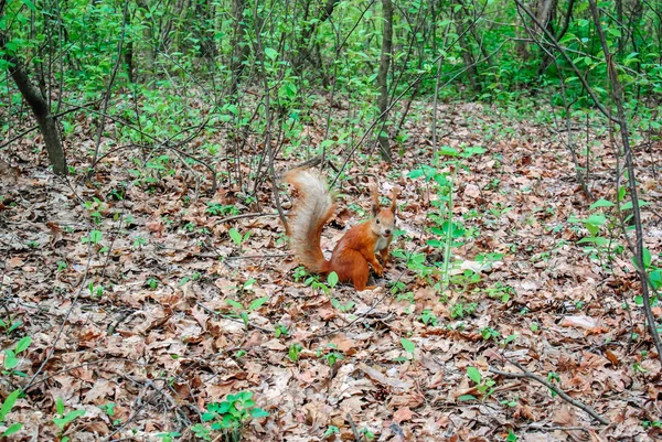 Kızıl sincap ormanın içinde fıstıklı
