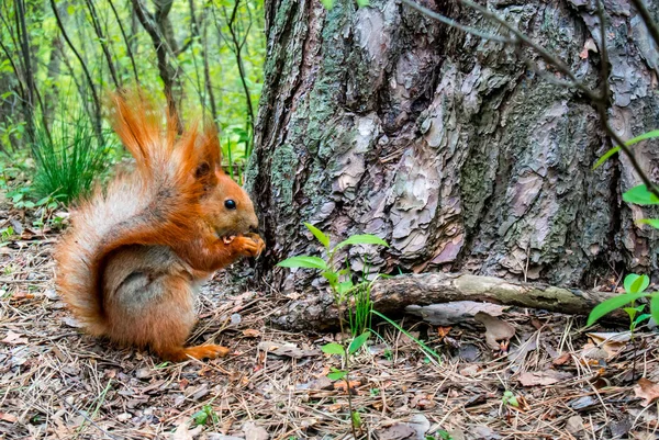 Rotes Eichhörnchen mit Nuss im Wald — Stockfoto