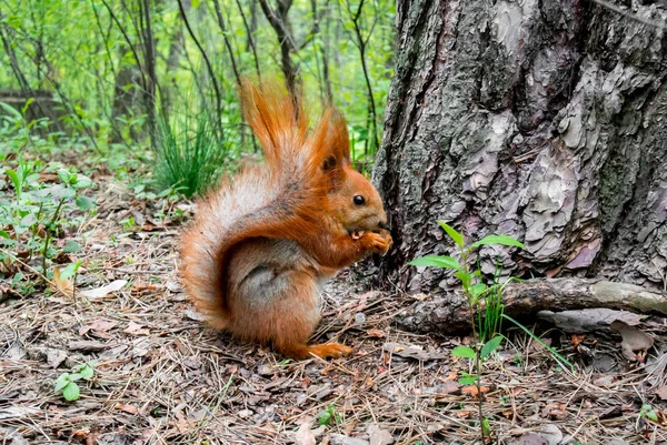Rotes Eichhörnchen mit Nuss im Wald — Stockfoto