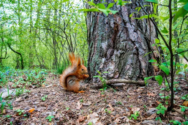 Червона білка з горіхом у лісі — стокове фото