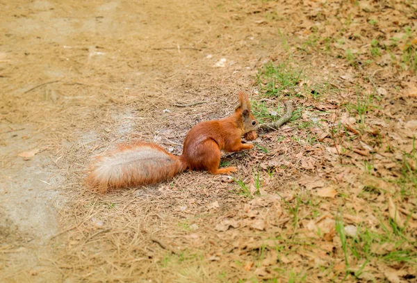Écureuil roux avec noix dans la forêt — Photo