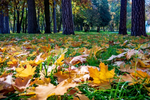 Sonbahar. Yeşil çimenlerin üzerinde sarı yapraklar
