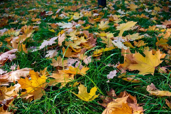 Sonbahar. Yeşil çimenlerin üzerinde sarı yapraklar