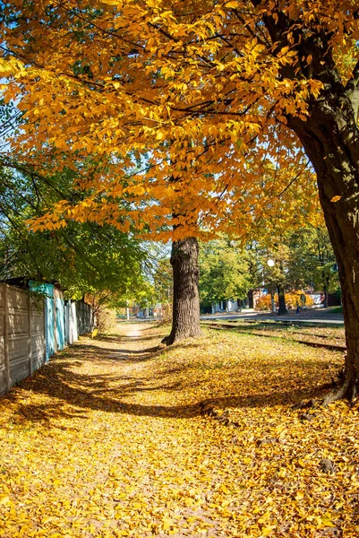 Sarı yapraklarla kaplı sonbahar yolu