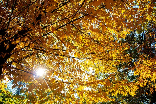 Parlak güneş ışınları bir sonbahar ağacının altın tacını delip geçer.