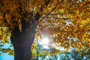 Parlak güneş ışınları sarı yapraklı bir ağacın tacını delip geçer.