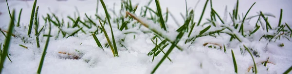 Hierba Verde Fresca Cubierta Primera Nieve — Foto de Stock