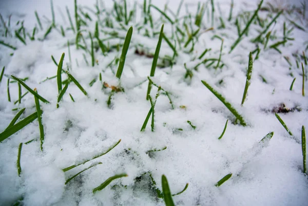 Taze yeşil çimenler ilk karla kaplı.