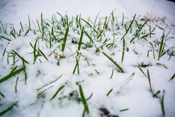 Taze yeşil çimenler ilk karla kaplı.
