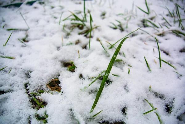 Hierba Verde Fresca Cubierta Primera Nieve — Foto de Stock