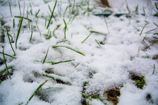 Taze yeşil çimenler ilk karla kaplı.