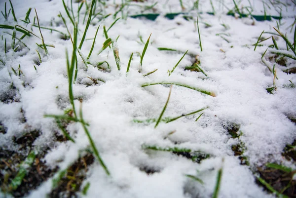 Hierba Verde Fresca Cubierta Primera Nieve — Foto de Stock